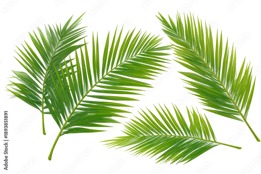 Obraz premium Four vibrant palm fronds, light green, fine-textured, radiating outward, against a black background