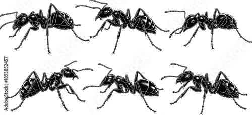Black Silhouette Set of Worker Ants, Detailed Insect Illustrations for Nature Education, Pest Control Graphics, and Colony Life Wildlife Design,