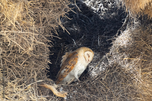 Barn owl sleeping in its lair inside a sociable weaver nest Kgalagadi national park