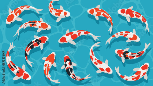 Top down view of colorful koi fish in orange white and black swimming in clear blue water with gentle ripple effects.