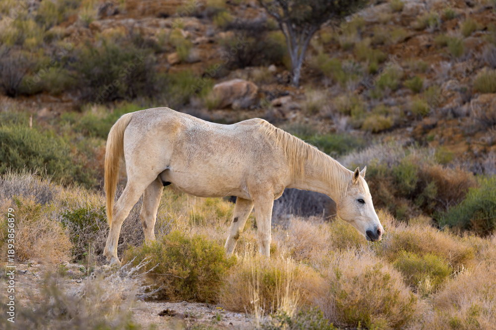 Obraz premium Wild horses grazing on open grassland in Namibian desert