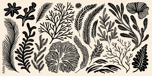 Vintage botanical illustration featuring various sketched fern and foliage designs