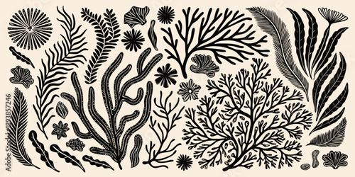 Vintage botanical illustration featuring diverse black and white seaweed and marine plants