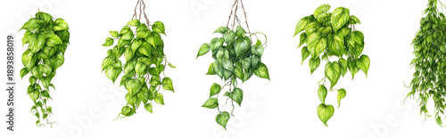 Clusters of Hanging, Lush Green Leaves