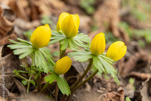 Принти на полотні close up of winter aconite buds in early spring