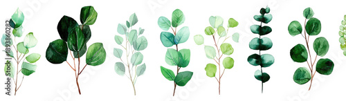 Set of stylized, graphic eucalyptus sprigs