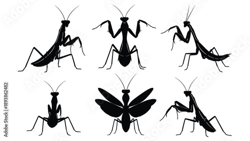 Black Silhouette Set of Praying Mantis Insects, Detailed Mantis Poses in Hunting, Standing, and Flying Actions for Nature and Wildlife Graphic
