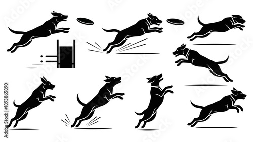 Dog jumping for frisbee in motion.