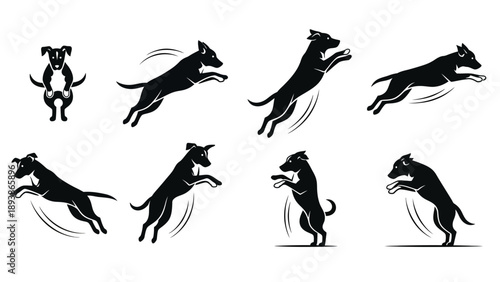 Dog jumping in various dynamic poses.