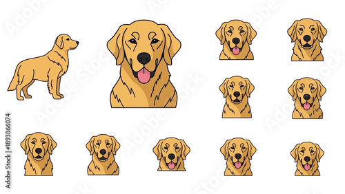 Golden Retriever Dog Breed Faces Variety.