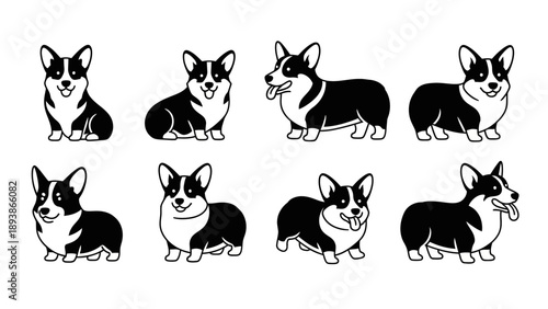 Group of black and white corgis.