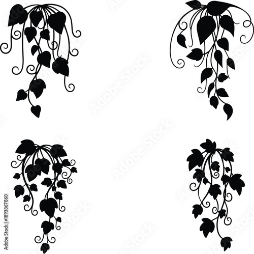 Collection of decorative black hanging ivy vine silhouettes with curly tendrils vector illustration for floral decoration and botanical design.