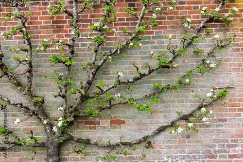 Tableau sur toile Espaliered Apple ‘Wyken Pippin’ blossoming and growing against weathered brick w