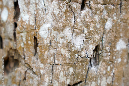 Close up of weathered tree bark with deep cracks and textured surface