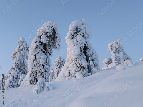 Wallpaper Mural Winter wonderland in Finnish Lapland. Winter landscape from Riisitunturi National Park, Posio, Finland
 Torontodigital.ca