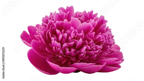 Isolated Magenta Peony Bloom Single, Close-Up Floral Beauty, Detailed Petals, Romantic Blossom