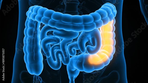 Human Digestive System X Ray Animation.