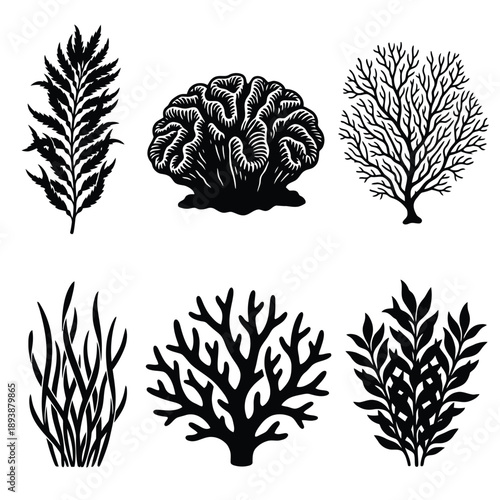 Detailed black and white illustration of various coral and seaweed species