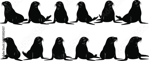 Sea lion silhouettes collection isolated on white background, marine mammal poses, black vector illustration set for wildlife design