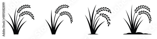 Rice Plant Vector Icons Set: Paddy Stalk, Wheat Ear, and Cereal Grain Silhouettes for Agriculture, Organic Farming, and Food Packaging Design