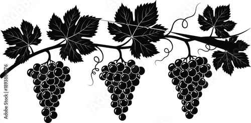 Black grapevine branch silhouette with hanging grapes and leaves set isolated on white background for wine label and fruit vector