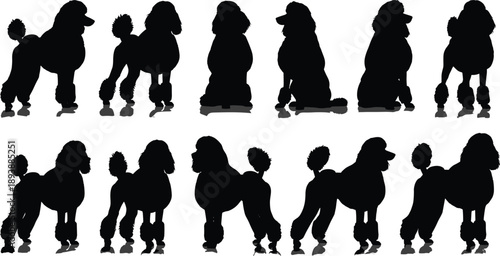 Poodle silhouette illustration, black dog icons, grooming styles, pet poses, vector art, breed comparison, canine graphic, animal design