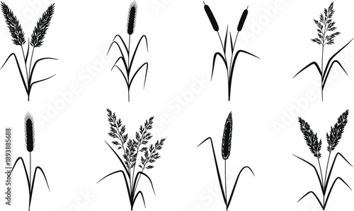 Black meadow grass silhouettes set isolated on white background including pampas cattail reed and cereal plant stalks for nature design