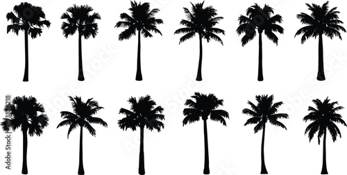 Black palm tree silhouettes set with various tropical coconut date and fan species isolated on white background for exotic vector
