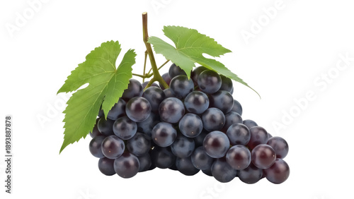 Isolated bunch of delicious fresh dark purple grapes with green leaves, full of flavor