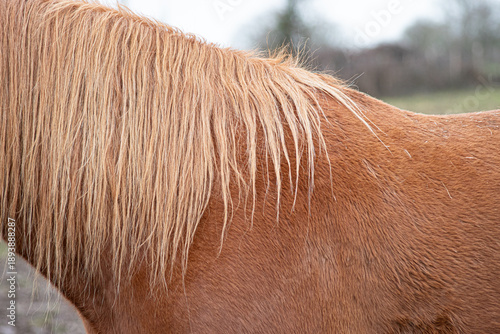 Gros plan sur une crinière de cheval de couleur blonde et son pelage marron
