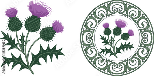 Elegant Scottish Thistle Vector Set Featuring Purple Wildflowers and Detailed Round Celtic Style Floral Border