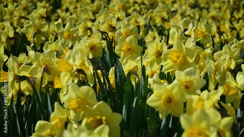 Close-up footage of a field of daffodils with flower heads moving gently in the wind. Yellow daffodils in spring.