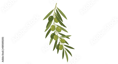 Vertical Olive Branch with Abundant Green and Dark Olives Illustration