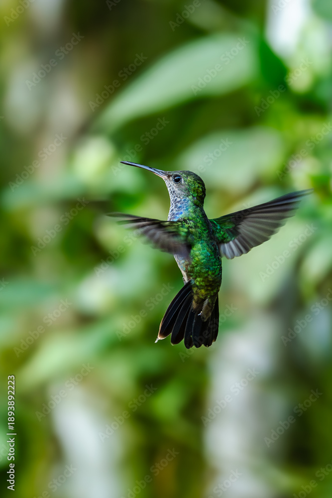 Fototapeta premium Sparkling violetear (Colibri coruscans) Ecuador