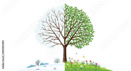 Conceptual Tree Illustration Showing Split Between Snowy Winter and Green Spring Seasons with Flowers