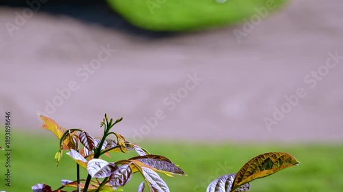 close-up image of fresh, reddish-brown leaves growing in a garden, with a natural, light green bokeh background.