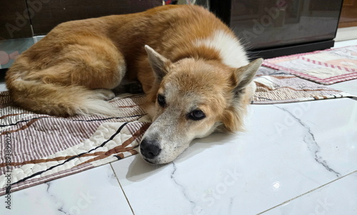 A tan and white mixed-breed dog lies listlessly on fabric carpet. The dog is sick, lethargic, listless. Its eyes dim, ruffled, ears are erect, runny nose. Take to veterinarian at an animal hospital.