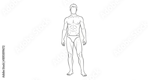 Anatomical illustration of a human male body outline.