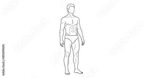 Anatomical illustration of a male human body.