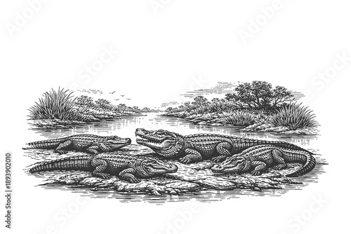 Group of Alligators or Crocodiles in a Swamp River Habitat Hand Drawn Engraving Style Vector Illustration Depicting Wild Reptiles in Nature Scenery.