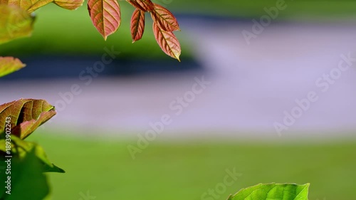 image of fresh, reddish-brown leaves growing in a garden, with a natural, light green bokeh background.