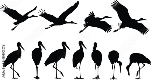 Collection, of, black, silhouettes, featuring, various, herons, and, storks, flying, standing, and, wading, for, nature, wildlife, marsh, bird, and, design.