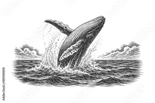Breaching humpback whale in vintage engraving line art style vector illustration with dramatic ocean waves for marine posters, apparel prints and branding