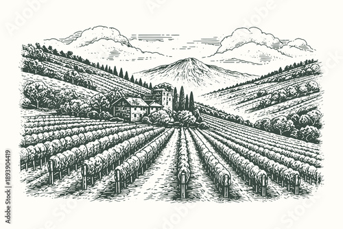 Vintage hand drawn vineyard landscape vector illustration featuring rows of grapevines with a rustic farmhouse and rolling hills in a classic etching style.