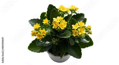 Yellow kalanchoe flowers in a white pot on transparent background transparent background