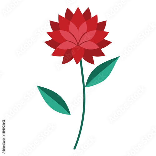 astrantia moulin rouge flower vector on white