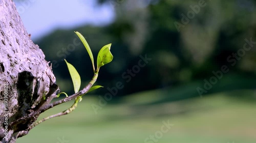 Fresh Green Leaf Sprouting from Tree Trunk,New growth emerging from a tree bark, featuring bright green leaves with a beautiful soft-focus forest background.
