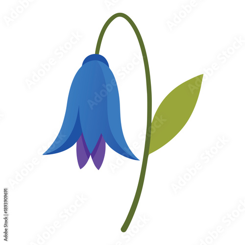 aconitum vulparia vector on white