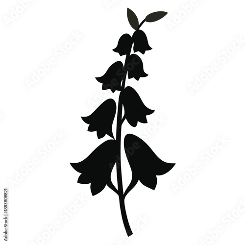 aconitum heterophyllum silhouette