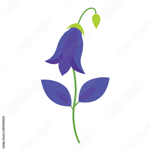 aconitum carmicheaelii